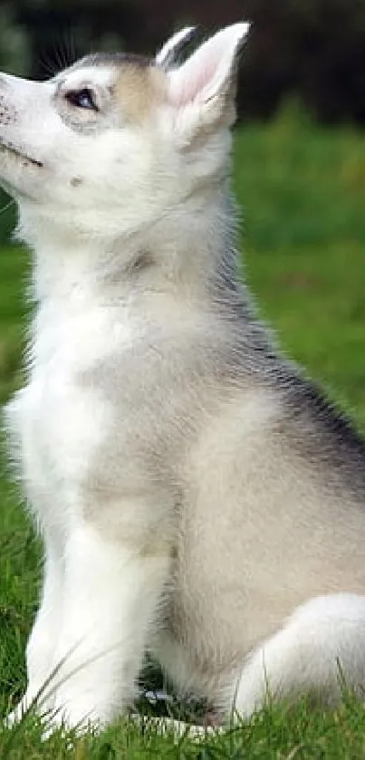 Adorable husky puppy sitting in a lush green field.