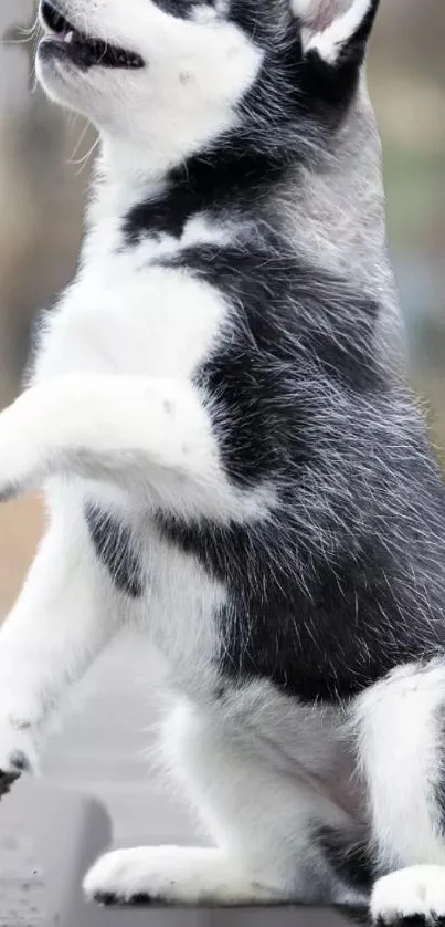 Playful black and white husky puppy standing on a blurred background.