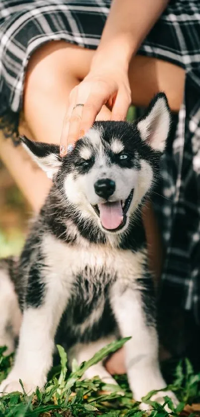 A happy husky puppy sitting on green grass outdoors.