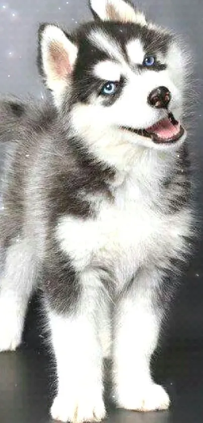 Adorable husky puppy with blue eyes standing playfully on a gray background.