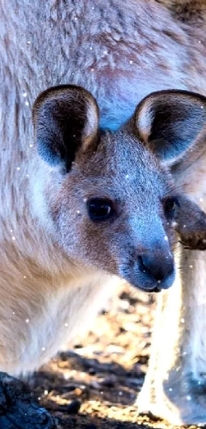 Close-up of a kangaroo in natural setting, perfect for mobile wallpaper.