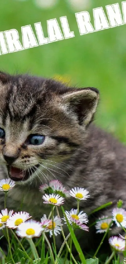 Adorable kitten in a field of daisies, perfect for nature lovers.