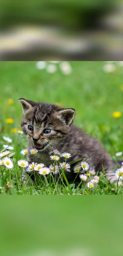 A cute kitten sitting in a field with daisies.