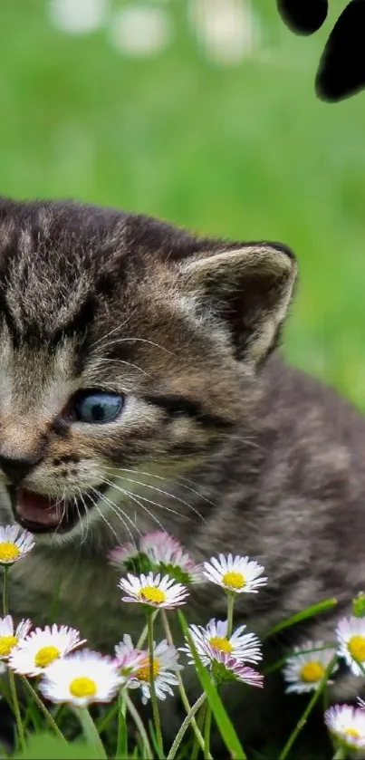 Adorable kitten playing among white daisies in a vibrant green field.