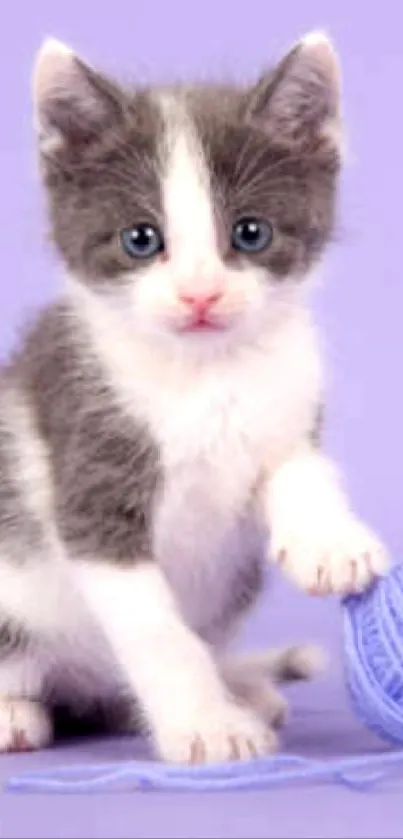 Cute kitten plays with purple yarn ball on soft lavender background.