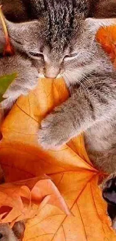 Adorable kitten playing with orange autumn leaves.