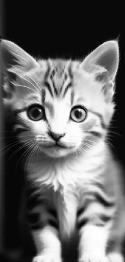 Adorable black and white kitten with expressive eyes and soft fur.