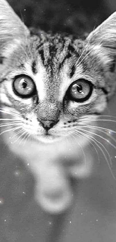 Black and white photo of a cute kitten with big eyes.