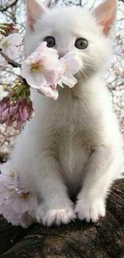 A cute white kitten with cherry blossoms on a tree branch.