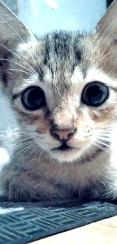 Adorable tabby kitten with big eyes close-up wallpaper for mobile.