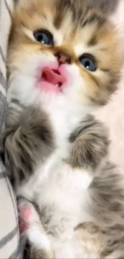 Cute fluffy kitten with blue eyes and pink nose close-up.