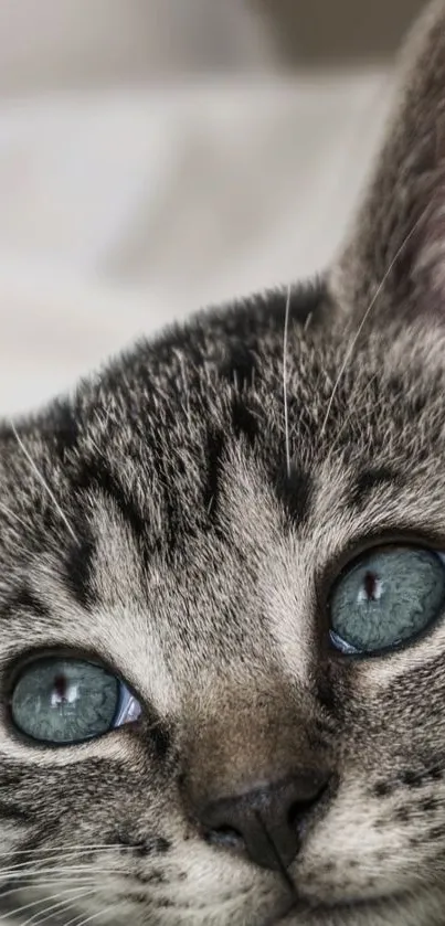 Close-up of a grey tabby kitten's face with blue eyes.