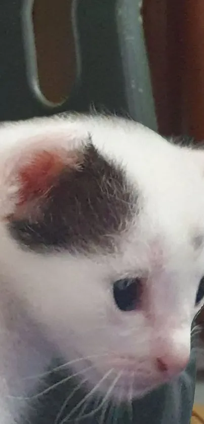 Close-up of a cute kitten with white fur and dark patches.