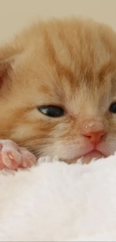 Adorable ginger kitten close-up on a fluffy white background.
