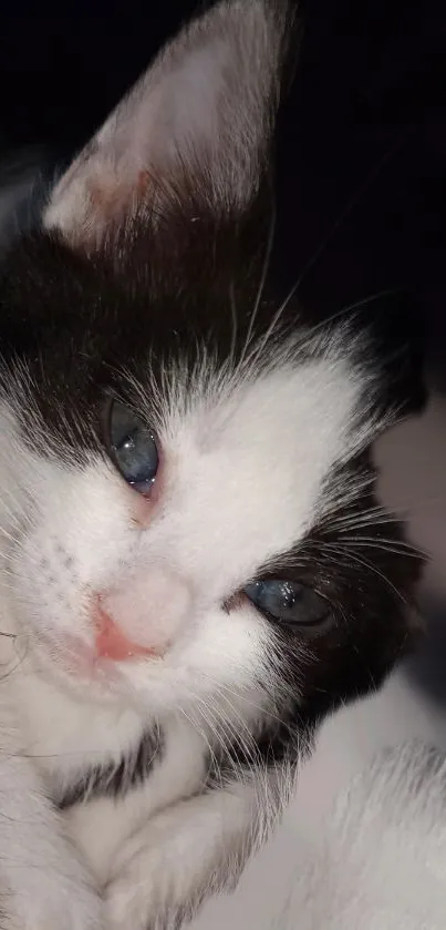 Close-up of a cute black and white kitten with blue eyes.