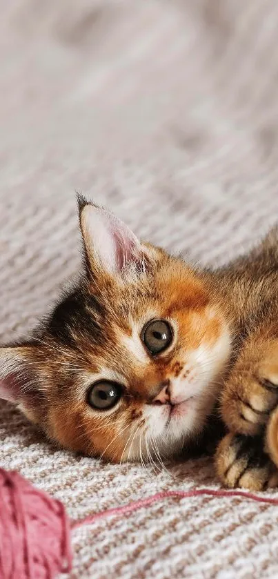 Adorable kitten laying with yarn on a cozy surface wallpaper.