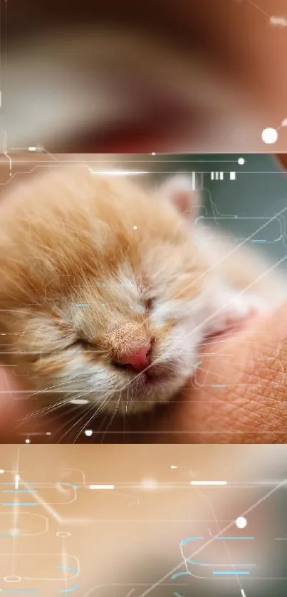 Cute newborn kitten with a futuristic digital background.