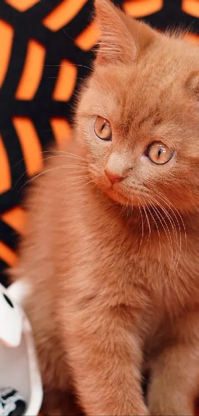 Cute kitten with Halloween decor in orange setting.