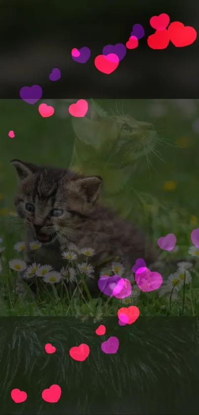 Cute kitten in meadow with hearts background.