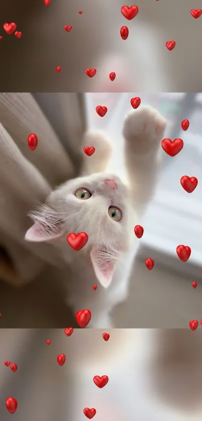 Adorable white kitten with red hearts on wallpaper.