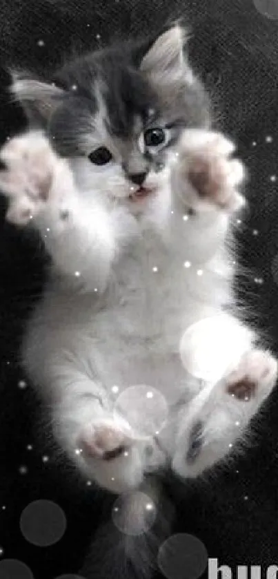 Adorable kitten with paws reaching out for a hug on a gray background.