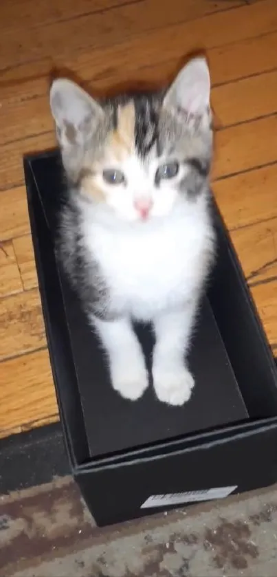 Cute kitten sitting in a black shoebox on wooden floor.