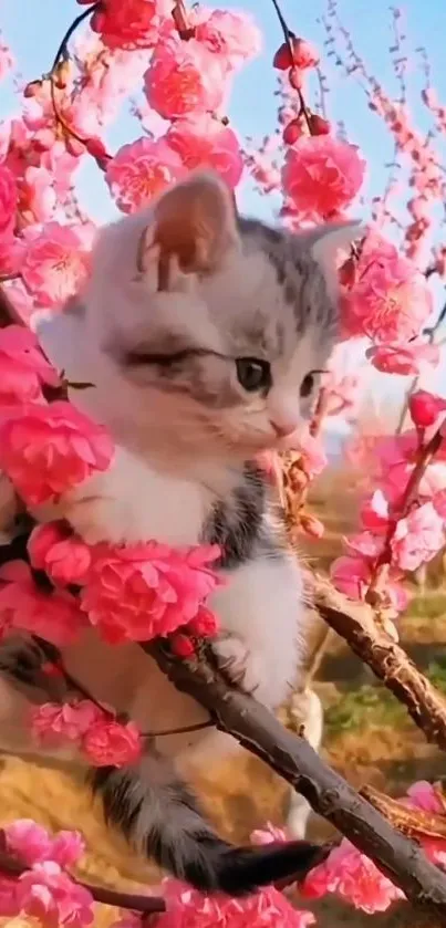 Cute kitten sitting among pink cherry blossoms.