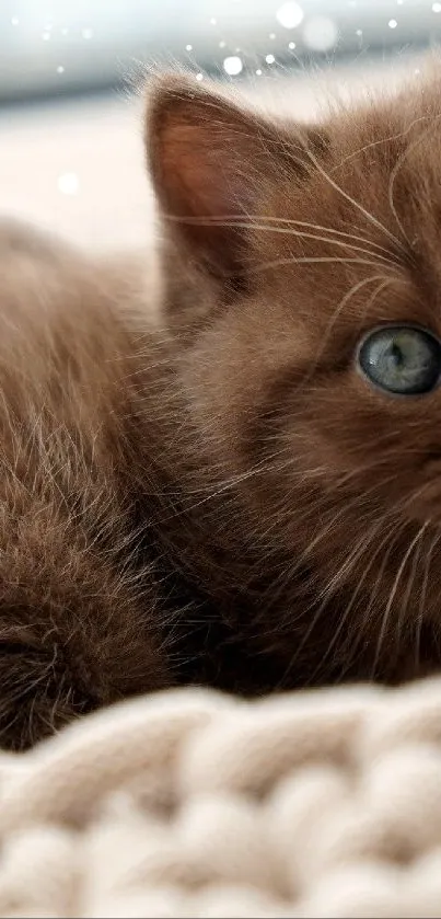Adorable kitten with blue eyes in a soft, cozy basket.