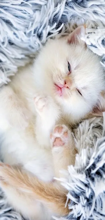 Cute kitten nestled in a fluffy gray and white blanket.