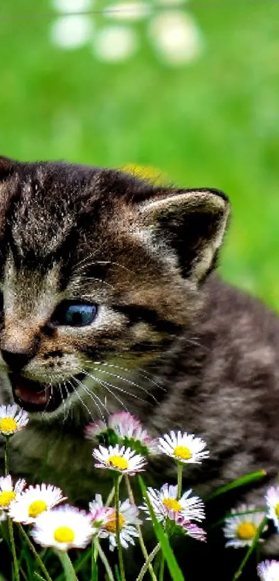 Adorable kitten playing in daisies with green grass.