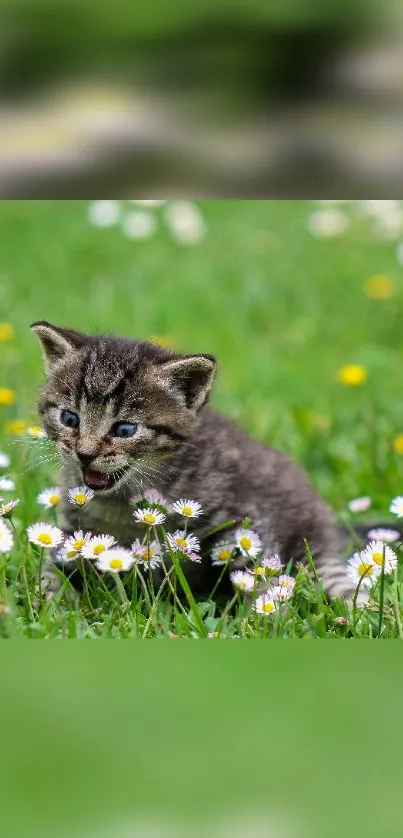 Cute kitten playing among daisies on green grass.