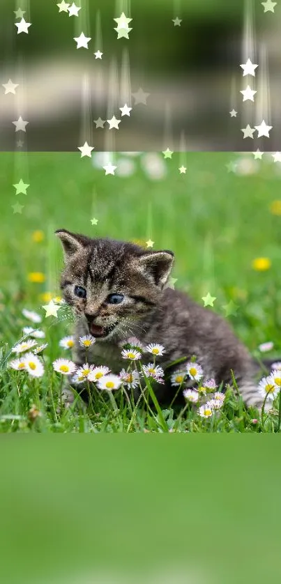 Kitten playing in a field of daisies with star effects in the background.