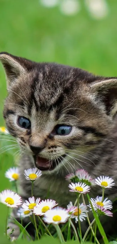 Cute kitten playing in green field with flowers.