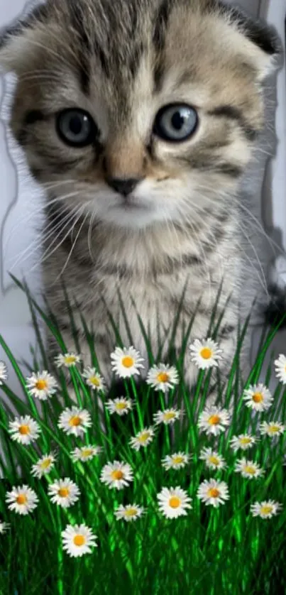 Cute kitten with daisies wallpaper.