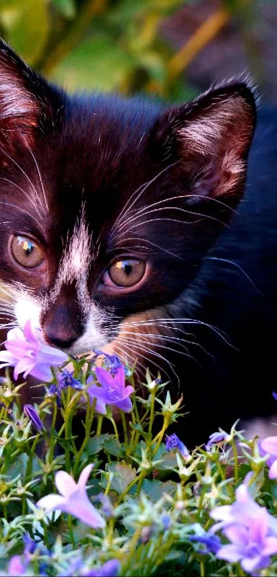 Cute kitten sniffing purple flowers in garden.