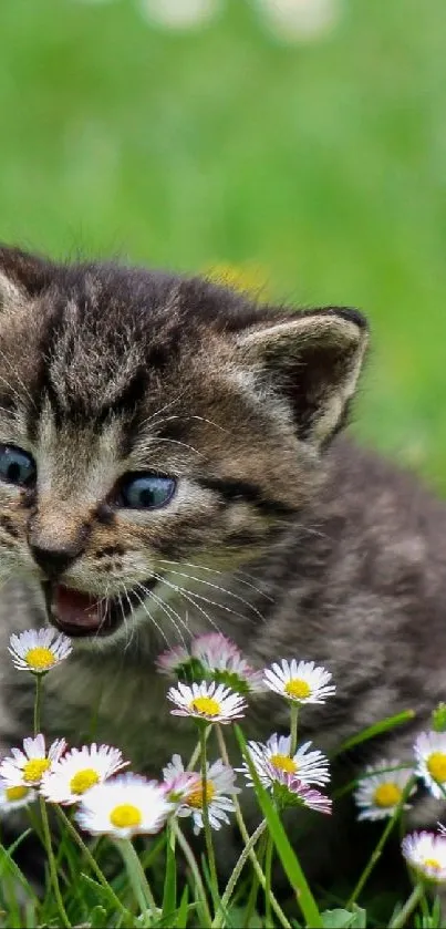 Cute kitten in a meadow with white daisies.