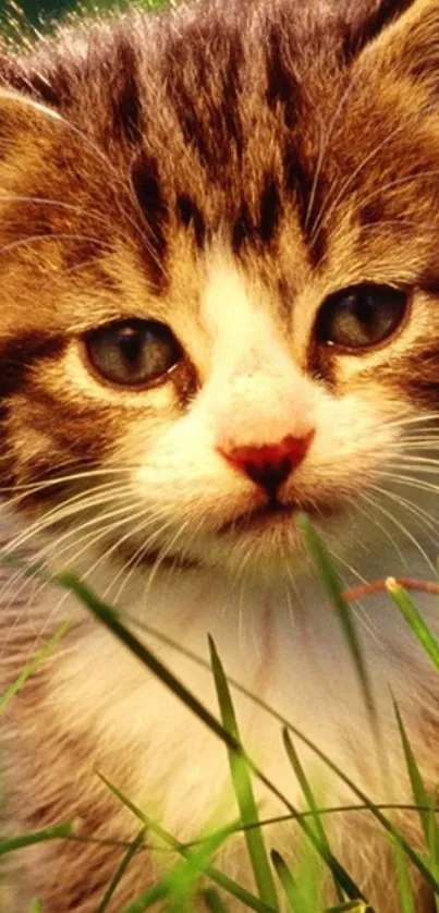 Adorable kitten sitting in green grass wallpaper.