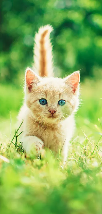 Cute kitten walking through lush green field.