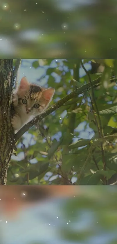 A curious kitten peeking from a tree surrounded by green leaves and sunlight.