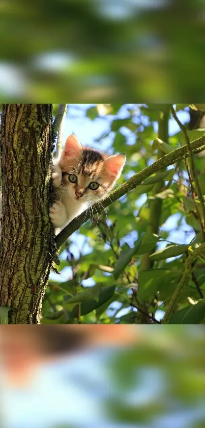 Adorable kitten peeking from a tree with lush green leaves.