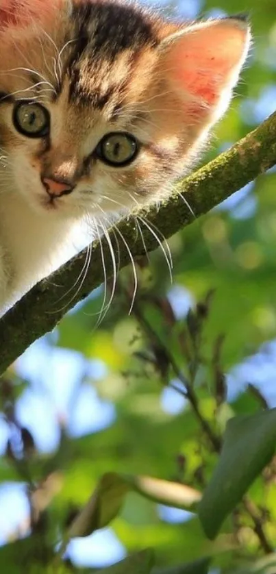 Cute kitten peeking through lush green tree branches.