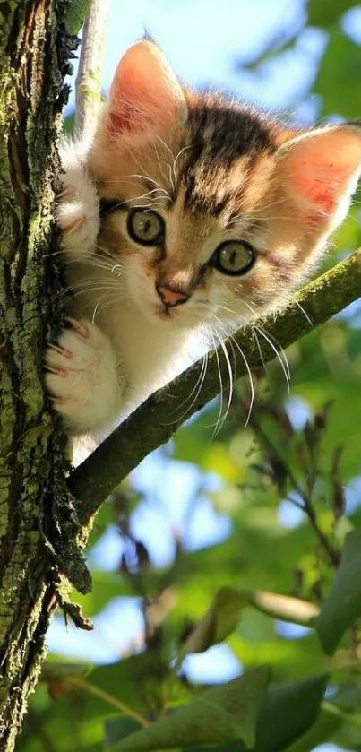 Adorable kitten peeking from a tree trunk amid lush green foliage.