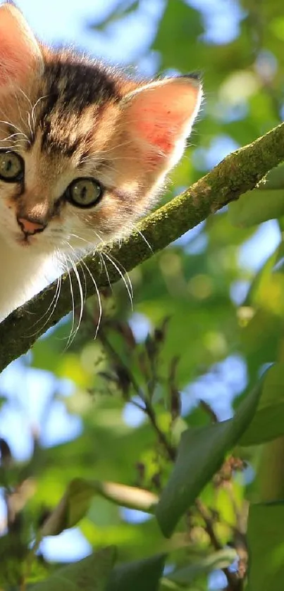 A curious kitten peeking through vibrant green leaves.