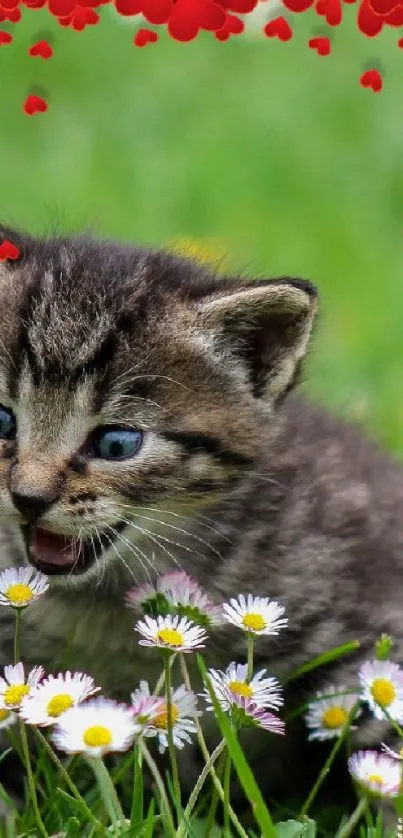 Playful kitten in a grassy meadow with daisies and red hearts.