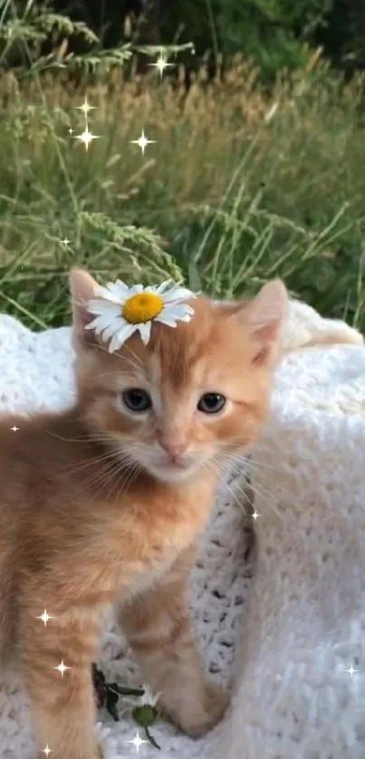 Cute orange kitten with daisy in meadow.