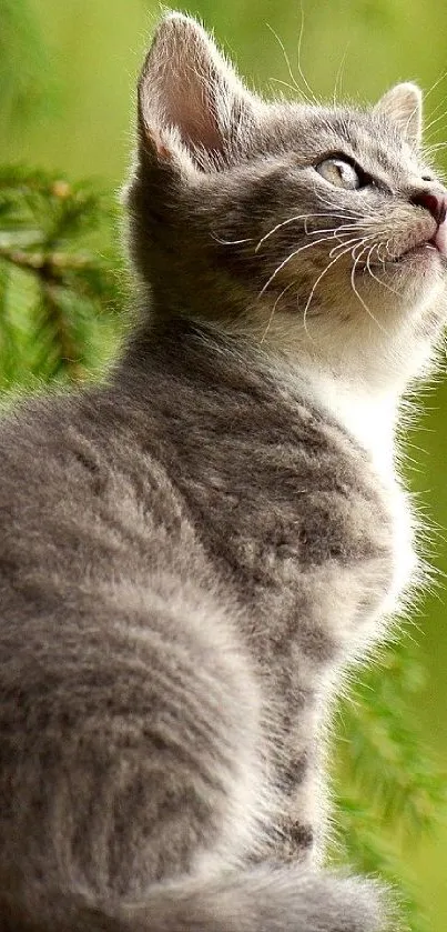 Gray kitten looking up in a green nature background.