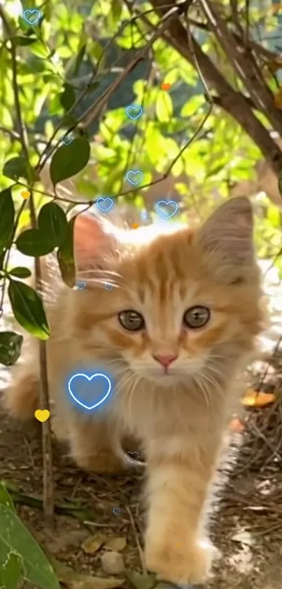 Cute orange kitten walking in nature with hearts.