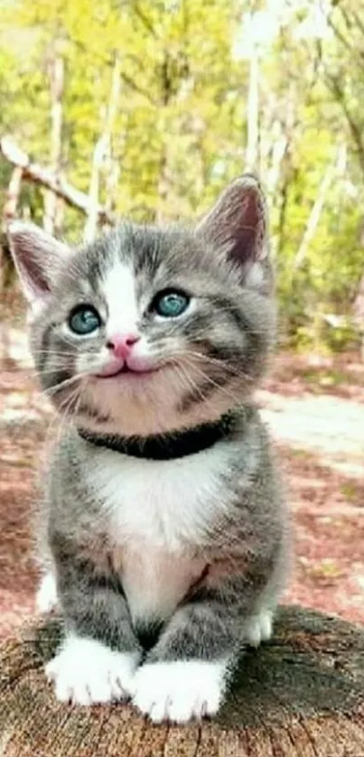 Cute grey kitten sitting on a stump in a sunny forest.