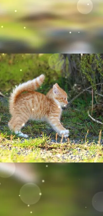 Cute ginger kitten on a grassy field with glowing lights in the background.