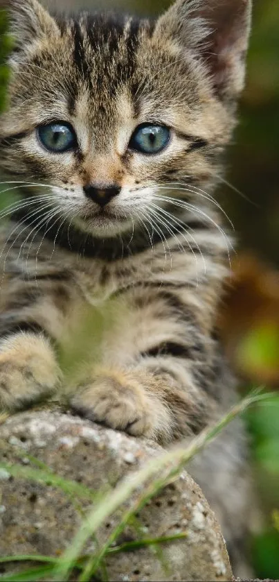 Adorable kitten with blue eyes on a stone in a natural setting.